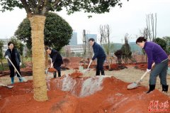 杜家毫许达哲李微微乌兰等省领导参加义务植树活动